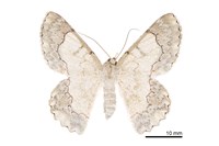 藏品(基黃粉尺蛾)的圖片